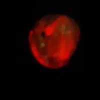 گوهرهای شب چراغ گبری|جواهرات|فشم, |دیوار