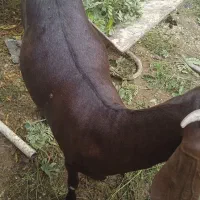 فروش بزه ابستن