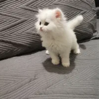 گربه سفید پرشین|گربه|کرمانشاه, |دیوار