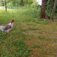 خروس گردن لخت