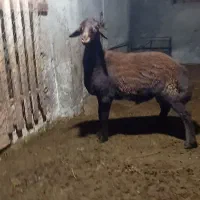 بره قوچ همو|حیوانات مزرعه|نوکنده, |دیوار