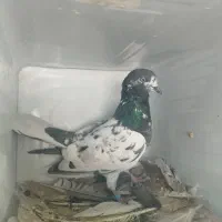 کبوتر|پرنده|رباط‌کریم, رباط‌کریم|دیوار