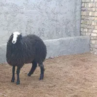 بره ماده ناب شال|حیوانات مزرعه|تاکستان, |دیوار