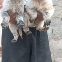 واگذاری توله قدرجونی دوماه بشرت