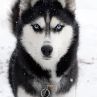 پیداشده سگ هاسکی