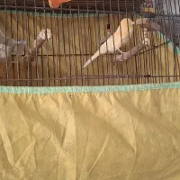 یک عدد قناری سرامیکی مست جوانه|پرنده|گرگان, |دیوار