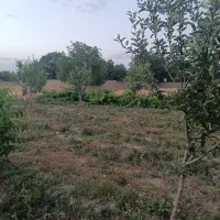 هرس مو انگور و بیل زدن باغچه در محلات