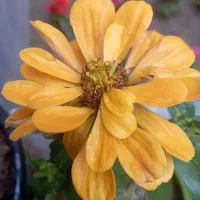 پیدا شدن پرنده