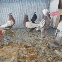 کبوتر کفتر|پرنده|شیراز, کوشک بیدک|دیوار