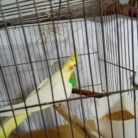 عروس هلندی|پرنده|تهران, اقدسیه|دیوار