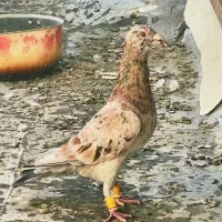 کبوتر هفرنگ|پرنده|قزوین, |دیوار