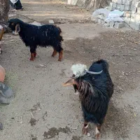 بزغاله شهریار باغسان|حیوانات مزرعه|احمدآبادمستوفی, |دیوار