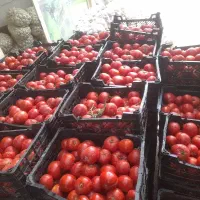 گوجه ربی درجه یک
