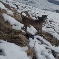 توله سرابی ذات قدیم