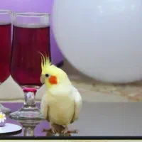 عروس هلندی و قفس عروس هلندی