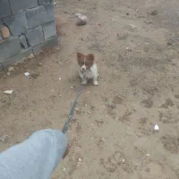 این سگ دزدیده شده|سگ|گلپایگان, |دیوار