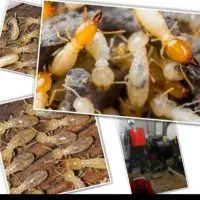 سمپاشی تضمینی سوسک ساس موریانه سم پاشی منازل