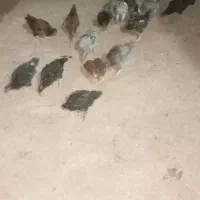 جوجه خروس