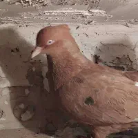 کبوتردم سفیدآس ویه سگ نگهبان