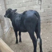 گوساله ماده