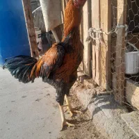 خروس لاری|حیوانات مزرعه|تهران, بهمن یار|دیوار