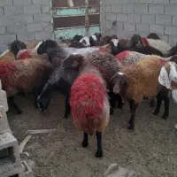 گوسفند|حیوانات مزرعه|میان جلگه, |دیوار