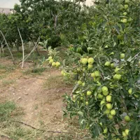 زمین باغ ۱۰۰۰متر انشعابات وصل اقساطی دماوند جابان|فروش زمین و ملک کلنگی|دماوند, دماوند|دیوار
