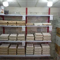 فروش تخم مرغ به قیمت عمده