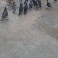 بوقلمون ماده|حیوانات مزرعه|دینور, |دیوار