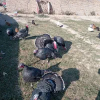 بوقلمون برنز