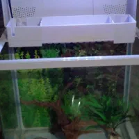 آکواریم سالم با وسیله|ماهی|بابل, |دیوار