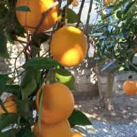 فروش پرتقال تامسون شیرین و آبدار