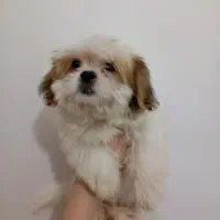 سگ شیتزو سوپرفلت اصل