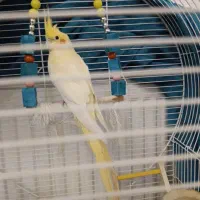 عروس هلندی۷ماهه