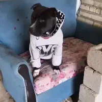 واگذاری سگ امریک بولی نر نگهبان