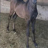 اسب مادیان و کره نریان|اسب و تجهیزات اسبسواری|شهریار, شهریار|دیوار