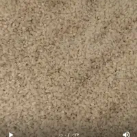 برنج اشکور هاشمی