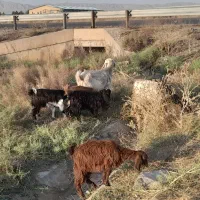 گوسفند واسه نگهداشتن