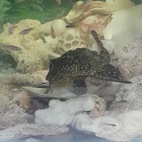 ماهی لجن خوار