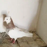 کبوتر طوقی