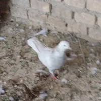 فروشی|حراج|اردکان, |دیوار