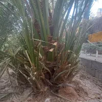 پاجوش نخل برحی|گل و گیاه طبیعی|خرمشهر, |دیوار