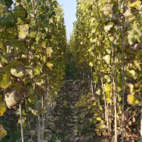 نهال صنوبر|خدمات باغبانی و درختکاری|صوفیان, |دیوار