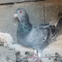 کبوتر پلاکی|پرنده|شیراز, داریون|دیوار