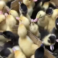 جوجه اردک محلی آخرهفته نژاد مرغ خروس سنگین وزن