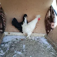 باسلام مرغ و خروس گلین سالم سرحال