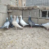 کبوتر های  خاص واس خاص پسند|پرنده|گنبد کاووس, |دیوار