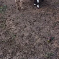 گوسفند دوقلوزا بره وره مار|حیوانات مزرعه|قائم‌شهر, |دیوار