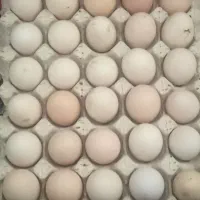 تخمه مرغ لاری اصل