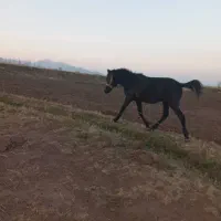 اسب نر|اسب و تجهیزات اسب‌سواری|مرند, |دیوار